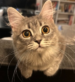 ソフィー