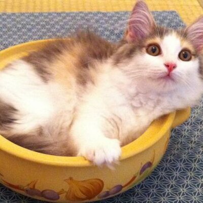 user_35114167744147456